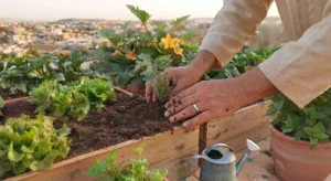 Vegetable Gardening in Tangier