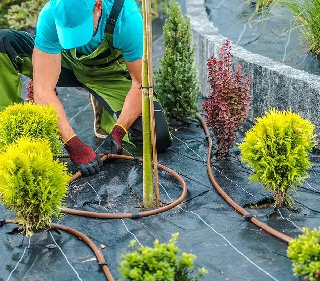 Système de **Goutte à goutte jardinage** installé pour l'arrosage au pied des plantes.