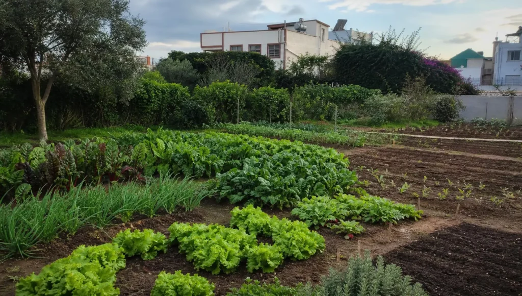 Grand espace dédié au jardinage potager à Tanger montrant des rangées de laitues, oignons, blettes et radis en transition saisonnière, avec une maison en arrière-plan sous un ciel légèrement nuageux.