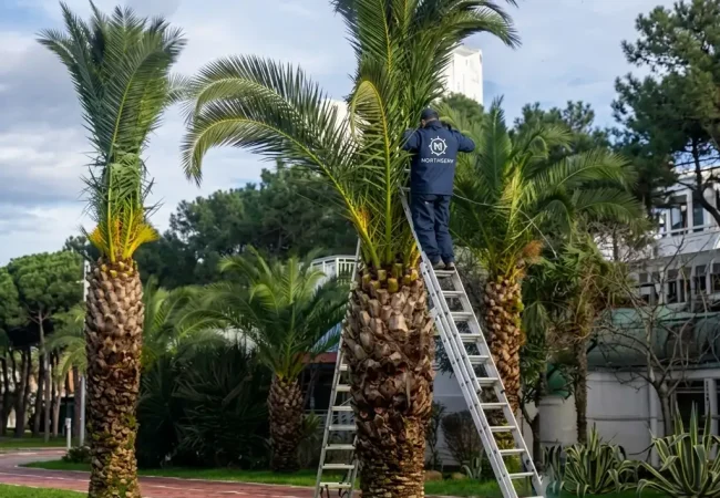 Jardinier professionnel taillant un palmier à Tanger